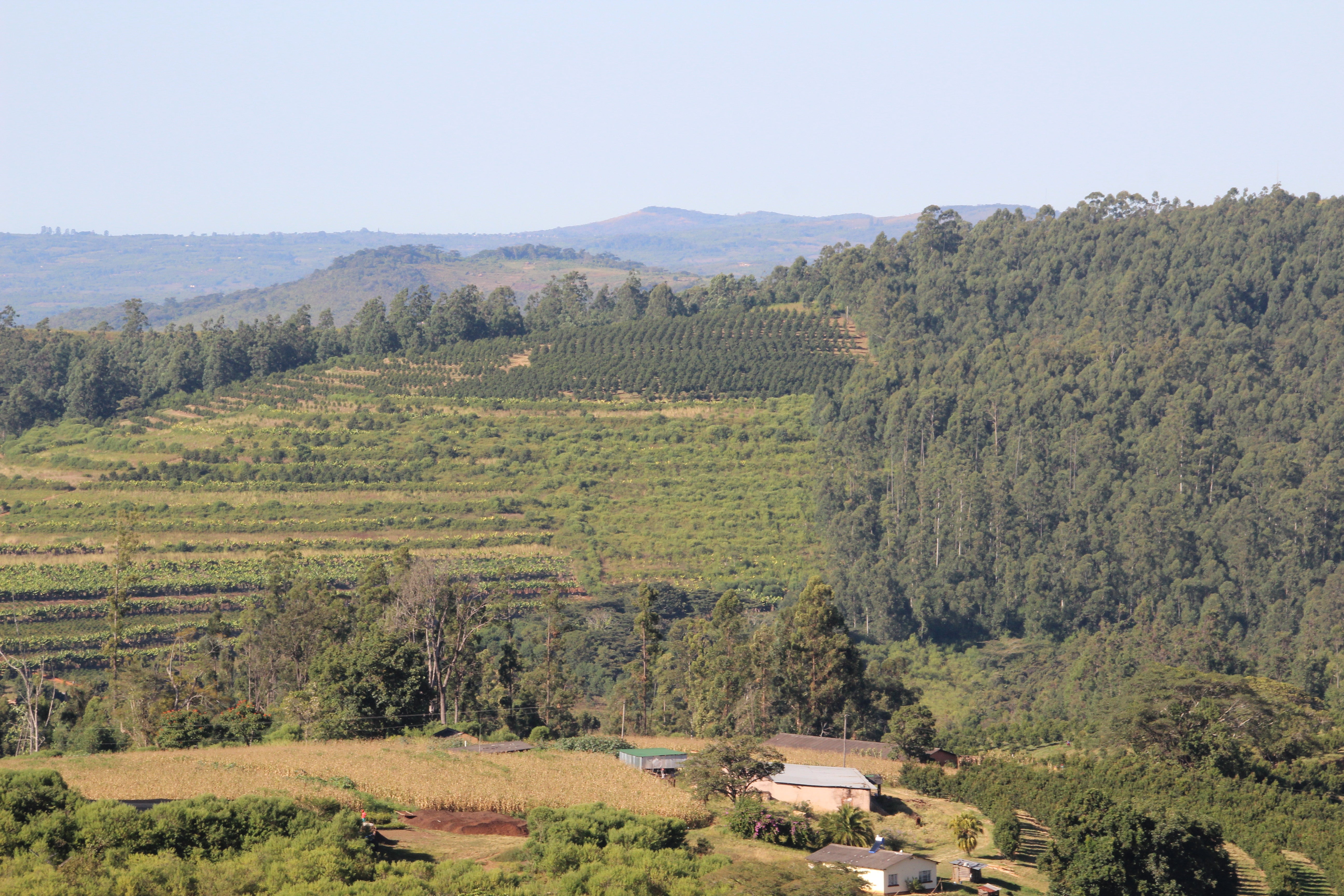 Ideal Growing Conditions