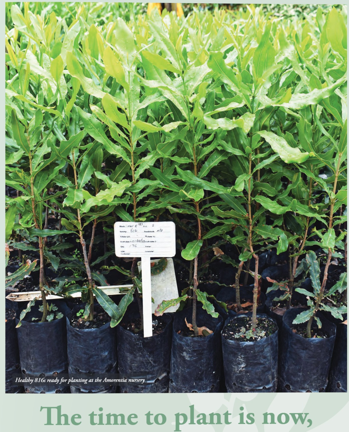 Macadamia Nut Allergies: What You Need to Know