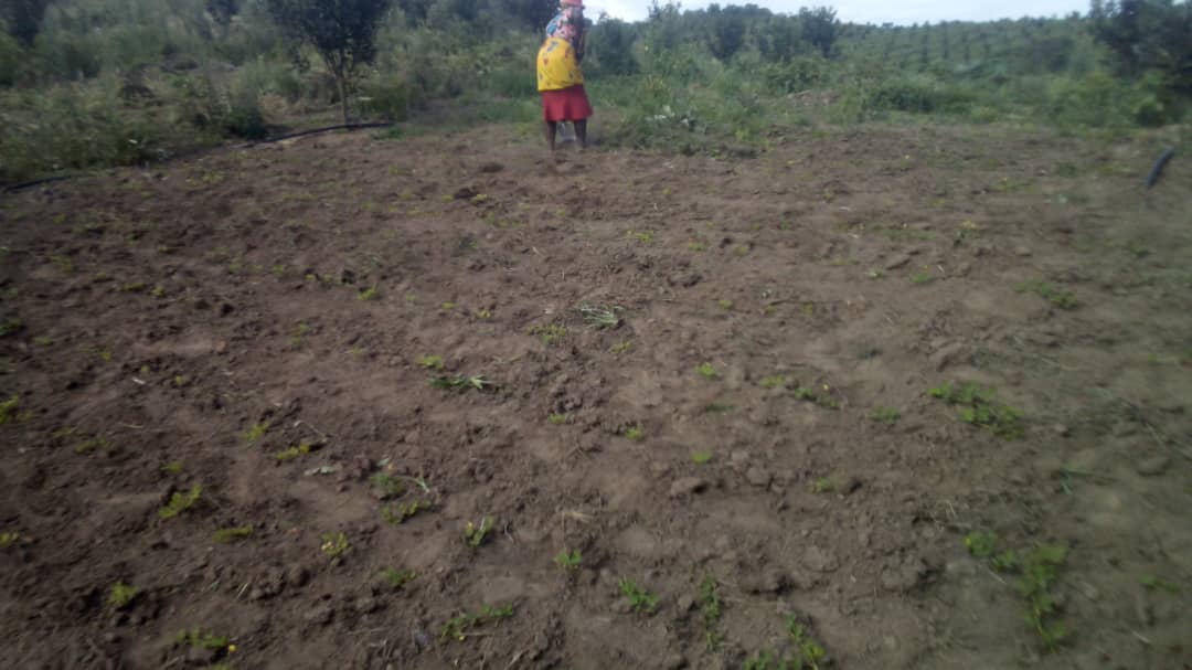Arachis Pintoi: A Natural Groundcover for Macadamia Orchards