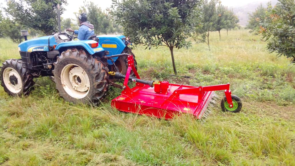 How Australia Became the Macadamia Capital