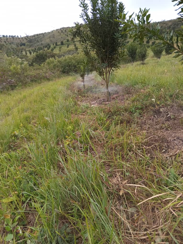 How China Became the Largest Consumer of Macadamia Nuts