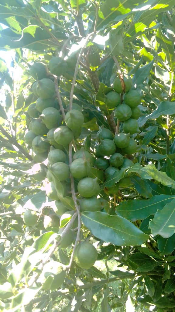 How to Use Macadamia Nuts to Build Muscle Naturally