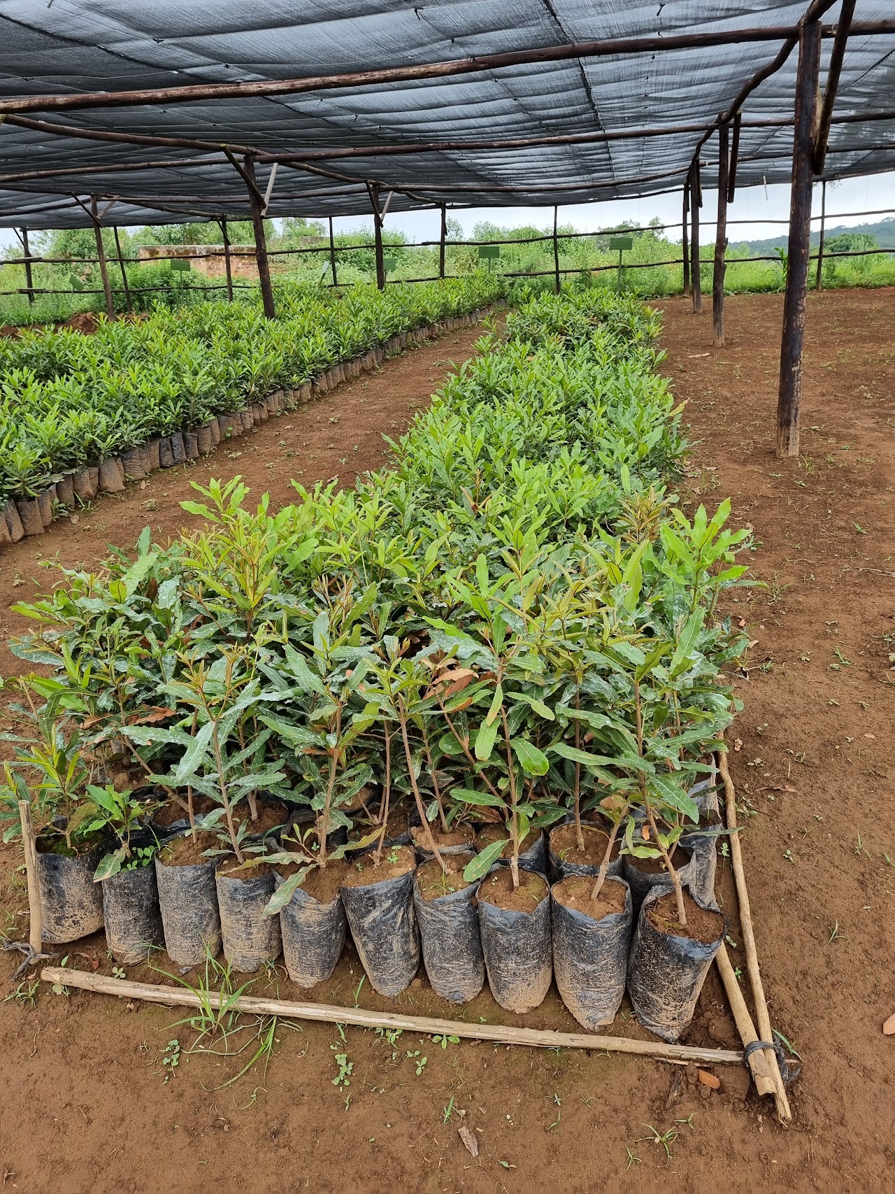Beaumont Macadamia Seedlings Now Available from Our Nursery