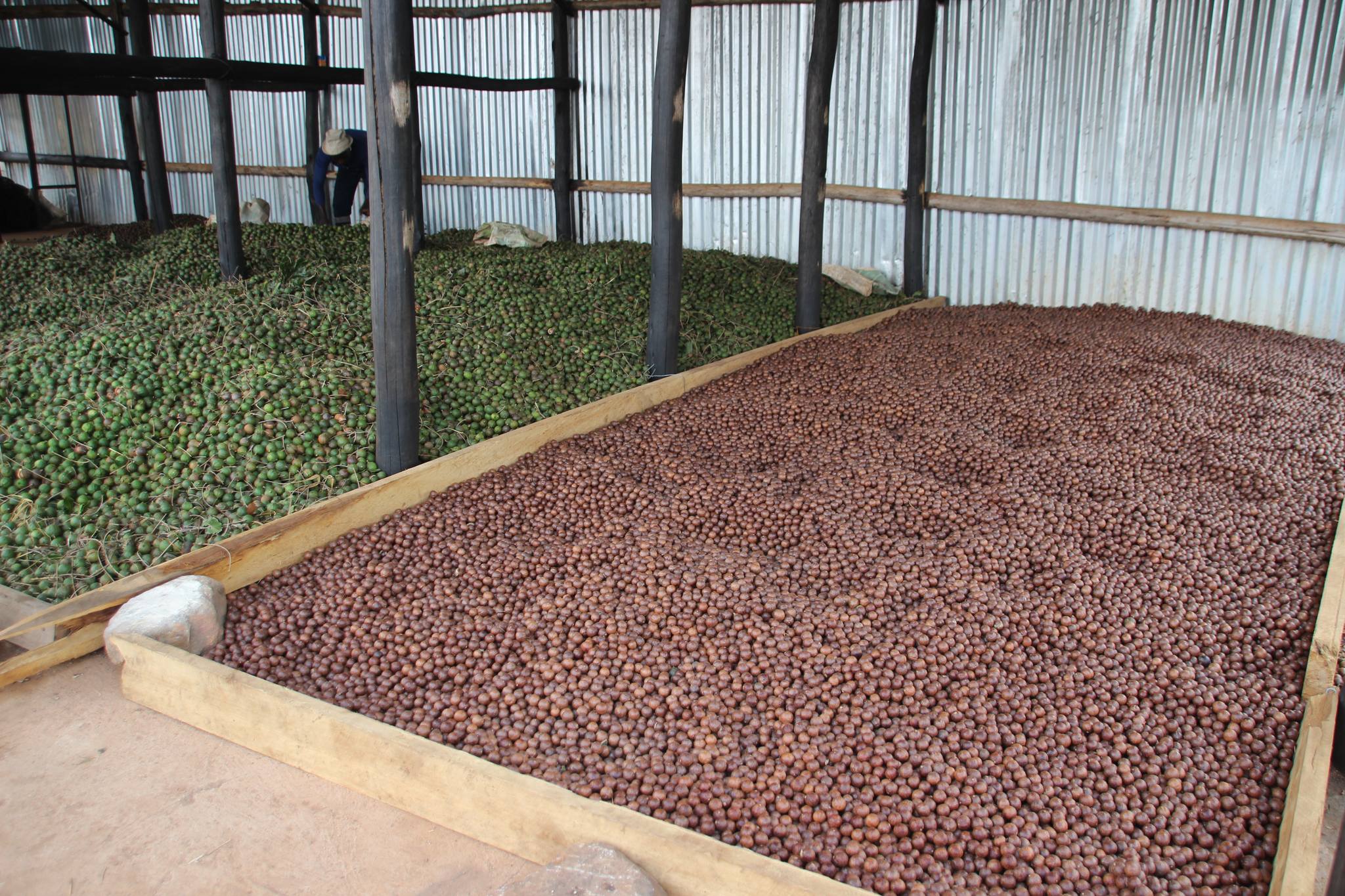 Innovative Uses of Macadamia Shells in Industry