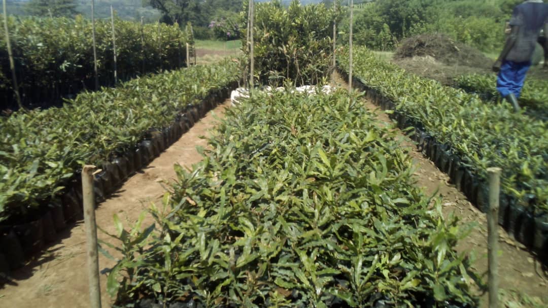 How Macadamia Nuts Support Weight Management