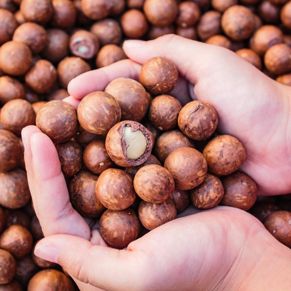 Premium Macadamia NIS – >22mm